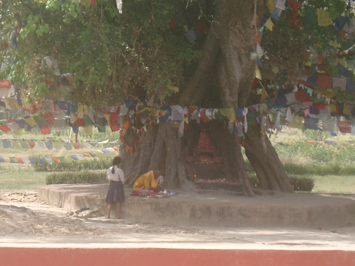 Een bodhiboom vol gebedsvlaggen in Lumbini