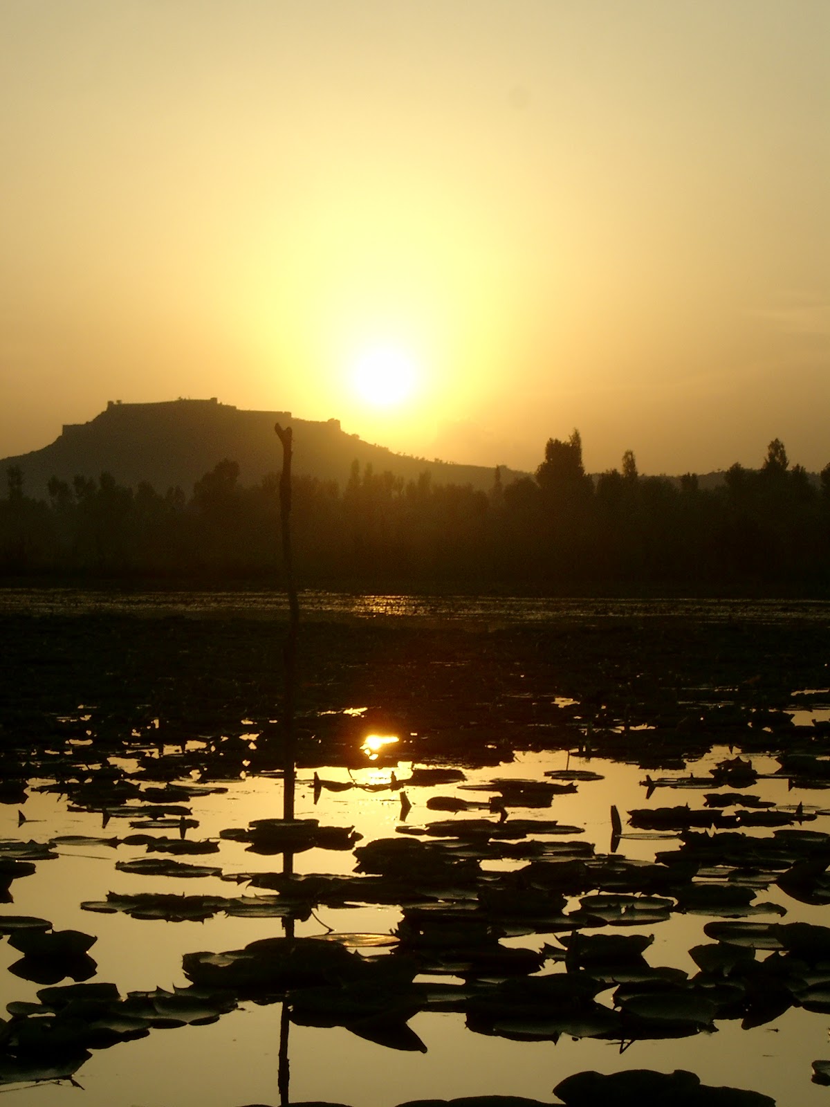Lotusbladeren op het spiegelgladde meer bij Srinagar in de avondzon