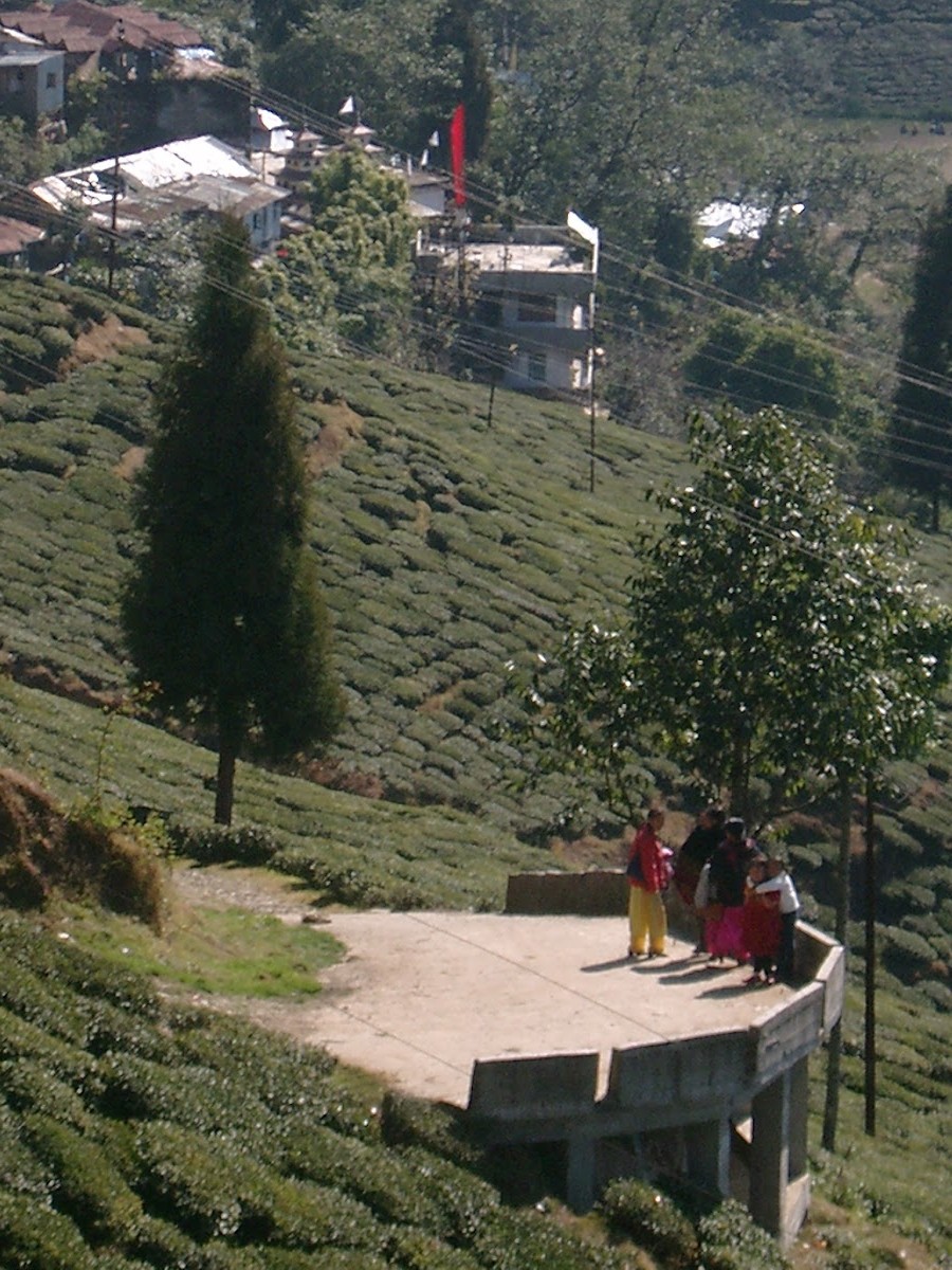 Theeplantages op de hellingen rond Darjeeling