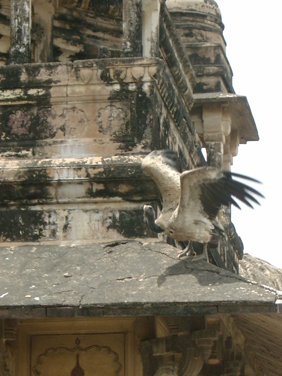 Een gier landt op een chhatri in Orchha