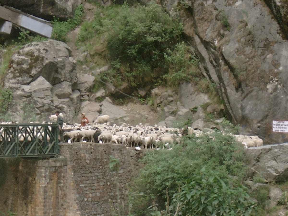 Een kudde steekt de hangbrug bij Rishikesh over