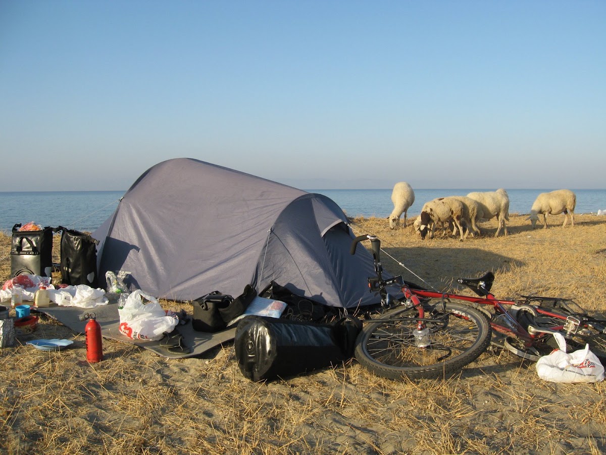Wakker worden met schapen om de tent